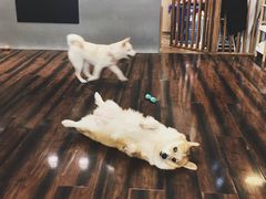 -豆柴町-柴犬主题狗咖(红鼎国际C座店)