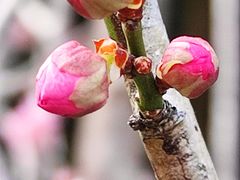 -桃花涧