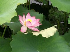 -荷塘月色湿地公园·向阳花洲
