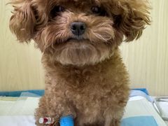 -美联众合动物医院·24h转诊中心