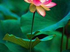 -思念果岭悦温泉