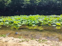 -云岗森林公园