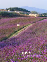-密云玫瑰情园
