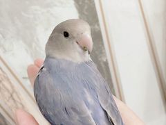 -明明手养鹦鹉(堤角花鸟宠物大世界店)