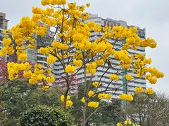 -荔湾湖公园