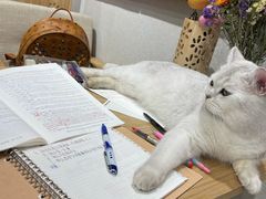 -藏猫猫咖啡主题馆(中央大道店)