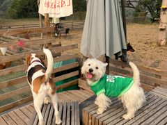 -趣多多宠物公园·宠物训犬学校·宠物寄养