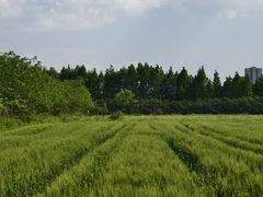 -长田漾湿地公园