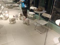 -怪兽屋·羊驼·猫咖·狗咖(俊华广场店)