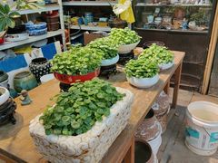 -双季花艺园艺市场(浦东店)