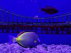 -太平洋海底世界