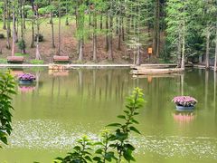 -深圳仙湖植物园