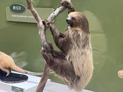 -国家自然博物馆