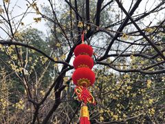 -香雪海