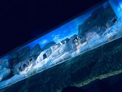 -暹罗海洋世界