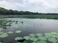 -荷塘月色湿地公园·向阳花洲