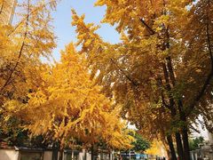 -四川大学(望江校区)