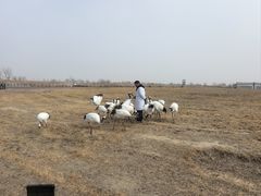 -盐城丹顶鹤湿地生态旅游区