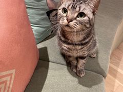 -CAT’S MEWSTAR CAFE·喵星球猫屋(晴湾咖啡店)