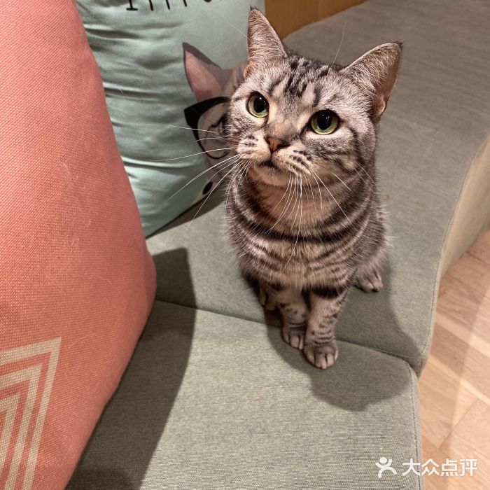 CAT’S MEWSTAR CAFE·喵星球猫屋(晴湾咖啡店)图片