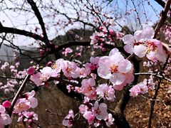 -大岭沟猕猴桃谷风景区