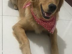 -宠物寄养训练学校