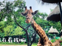 -广州长隆野生动物世界