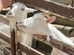-神户市立六甲山牧场