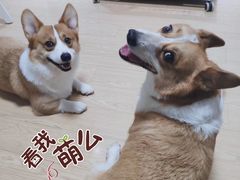 -1013 PET SHOP精品宠物商店(丁香店)