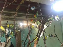 -上海大自然野生昆虫馆(东方明珠·爬宠昆虫探索中心)
