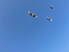 -盐城丹顶鹤湿地生态旅游区