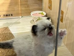 -屋虎猫馆(宝安大仟里店)