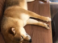 -柯斗斗主题餐厅·狗咖·围炉煮茶·茶饮(国瑞升平里店)