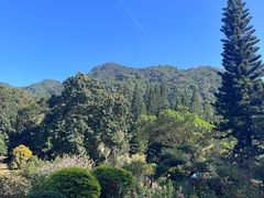 -深圳仙湖植物园