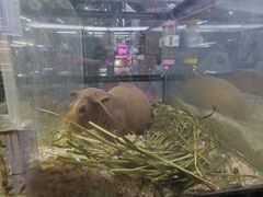-花鸟鱼虫鲜花绿植市场(玉泉路店)