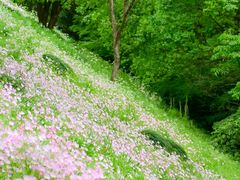 -西湖风景区-江洋畈生态公园