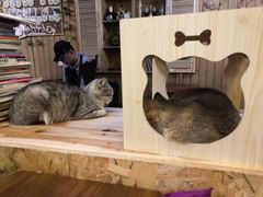 -猫色咖啡·猫咖