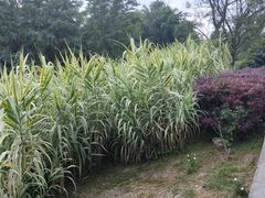 -贵阳市花溪国家城市湿地公园