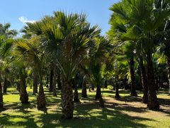 -中国科学院西双版纳热带植物园