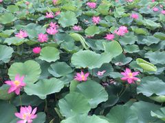 -羊亭河湿地公园