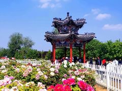 -曹州牡丹园
