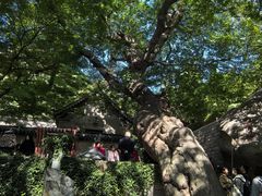 -青岛崂山太清宫