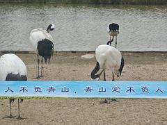 -盐城丹顶鹤湿地生态旅游区