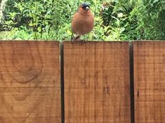 -怀托摩萤火虫洞