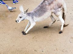 -可伦宾野生动物保护区