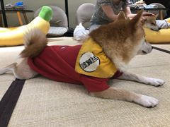-逗柴咖啡屋·狗咖猫咖宠物桌游