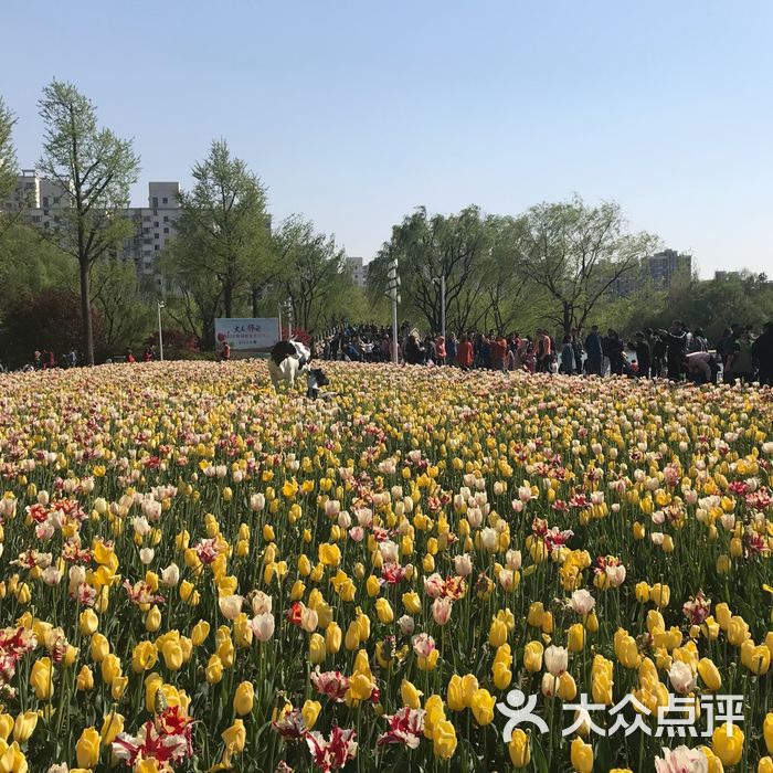 大寧鬱金香公園