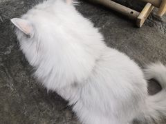 -喵屿·大理花园猫咖