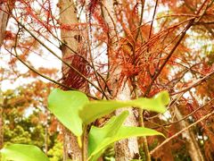 -深圳仙湖植物园