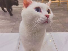 -楼上猫咖(罗湖店)